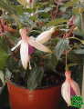 Fuchsie (Fuchsia)