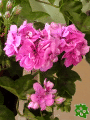 Pelargonie, Mukt (Pelargonium)