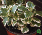 Plektrantus (Plectranthus)