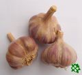 Bjetin, česnek kuchyňský (Allium sativum), sadba Bjetin, česnek kuchyňský (Allium sativum), sadba