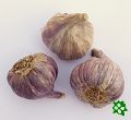 Slavin, poloraný ozimý paličák, česnek kuchyňský (Allium sativum), sadba
