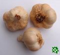 Záhorský II, česnek kuchyňský, sadba (Allium sativum)