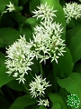 medvd esnek (Allium ursinum)