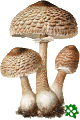 Bedla vysok (Macrolepiota Procera)