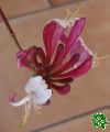 Zimolez ovíjivý - Lonicera periclymenum (květ)