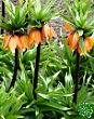 Řebčík královský (Fritillaria imperialis)