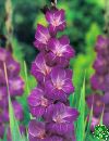 Meky/Gladioly (Gladiolus)