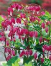 Dicentra Spectabilis