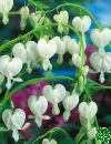 Dicentra Spectabilis Alba