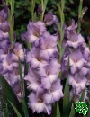 Meky/Gladioly (Gladiolus)