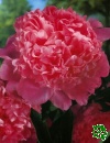 trvalky: Pivoka (Paeonia)