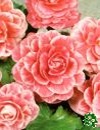 Begonie Camelia