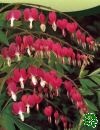 Dicentra Spectabilis