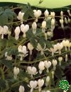 Dicentra Spectabilis Alba