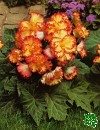 Begonie (Begonia)