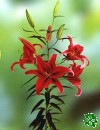 Lilie Sumatra