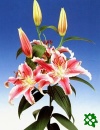 Lilie Crystal Star
