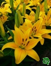 Lilie (Lilium)