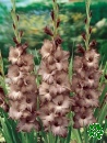 Meky/Gladioly (Gladiolus)