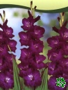 Meciky / gladioly: Purple Flora