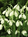 Snenka Elwsova - Galanthus Elwesii