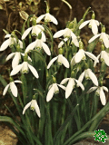 Snenka podsnnk - Galanthus Nivalis