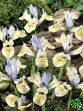 Kosatec skovan (Iris reticulata) - Katharine Hodgkin