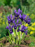 Kosatce (Iris)