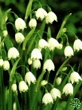 Bledule letn (Leucojum Aestivum)