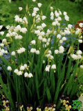 Bledule Gravetye Giant (Leucojum Gravetye Giant)