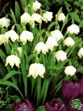 Bledule jarn (Leucojum Vemum)