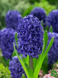 Hyacinty (Bluebells) - Aida
