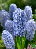 Hyacinty (Bluebells) - Blue Tango