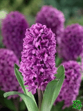 Hyacinty (Bluebells)