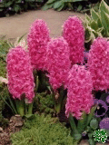 Hyacinty (Bluebells) - Pink Pearl