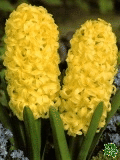Hyacinty (Bluebells) - Yellow Queen