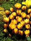 Krokusy (Crocuses) - Fuscotinctus