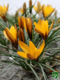 Krokusy (Crocuses) - Golden Nugget