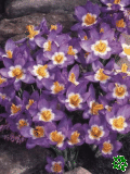 Krokusy (Crocuses)