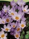 Krokusy (Crocuses) - Sieberi Violet Queen