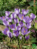 Krokusy (Crocuses) - Yalta