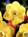 Narcisy (Daffodils) - Avalon