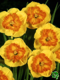 Narcisy (Daffodils) - Berlin