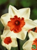 Narcisy (Daffodils) - Chromacolor