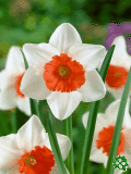 Narcisy (Daffodils)