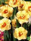 Narcisy (Daffodils) - Double Fashion
