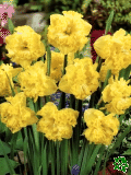 Narcisy (Daffodils) - Flyer