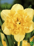 Narcisy (Daffodils) - Full House