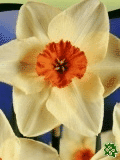 Narcisy (Daffodils) - Kissproof
