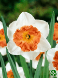 Narcisy (Daffodils) - Precociuos
